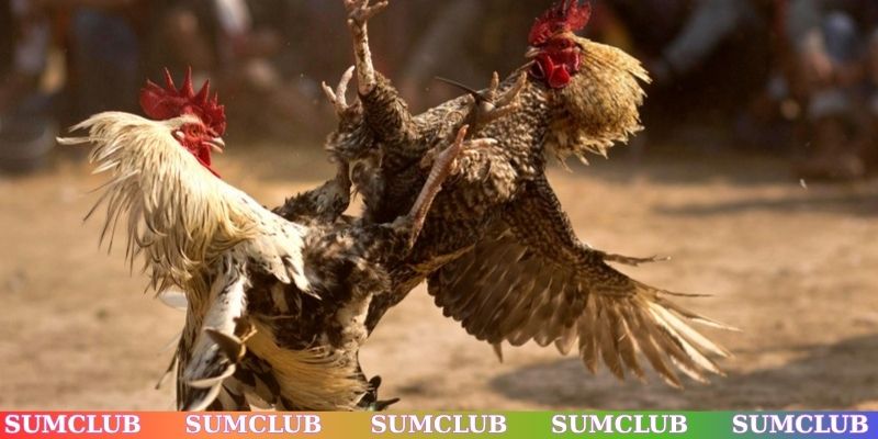 Mẹo chơi đá gà SUMCLUB như cao thủ lão làng