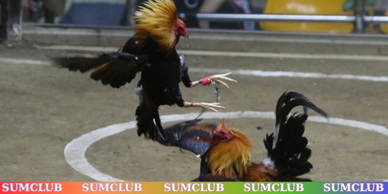 Một số loại hình chọi gà nổi bật tại sảnh cược