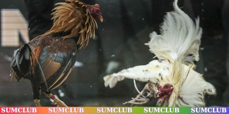 Sức hút hấp dẫn của sảnh đá gà SUMCLUB